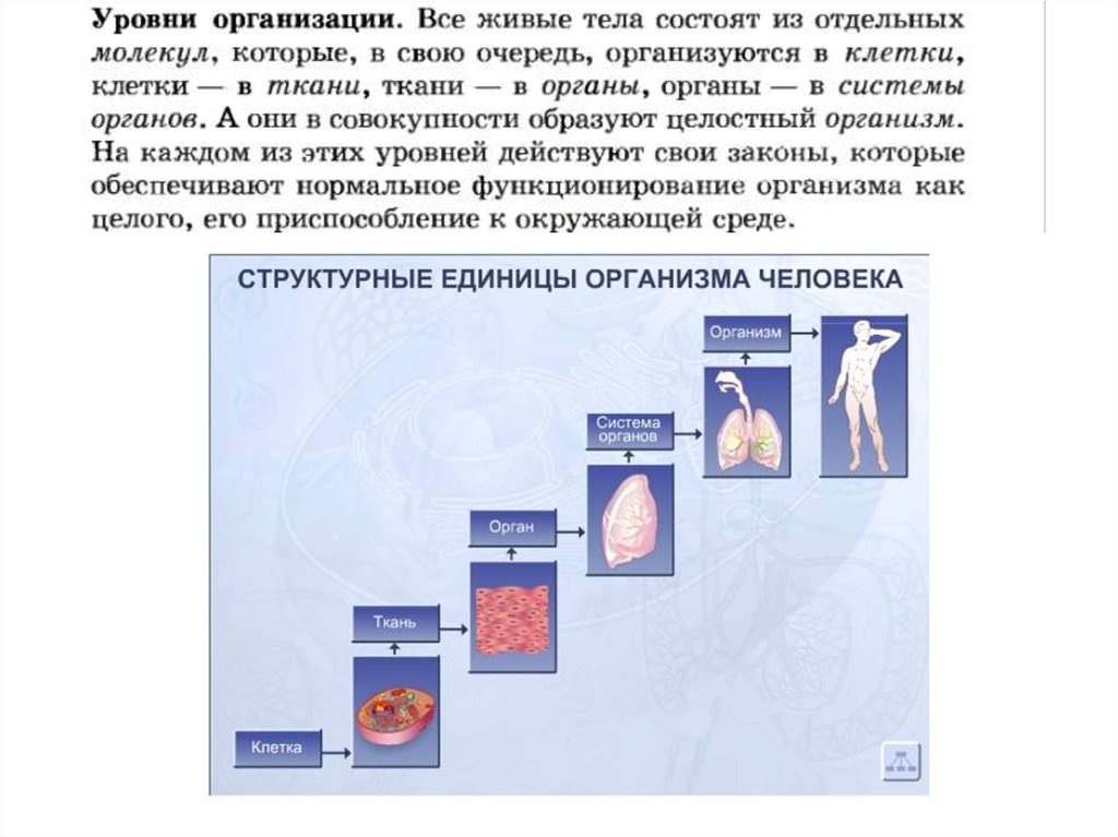 Единица организма