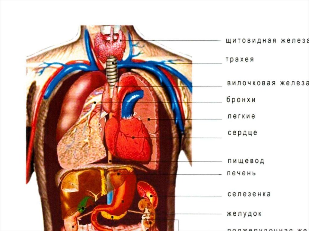 Ниже перечислены органы человека