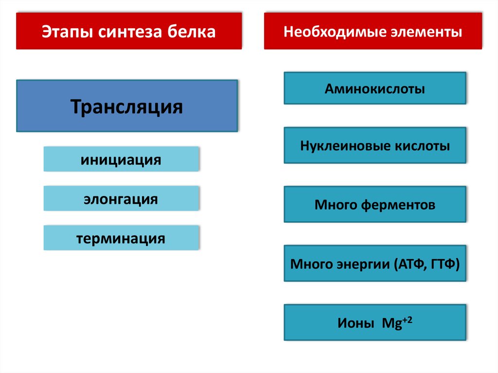 Этапы синтеза белка. Этапы синтеза русский язык. 5 этапов синтеза белка