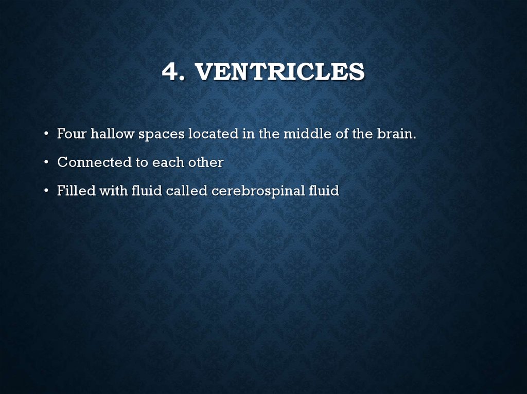4. Ventricles