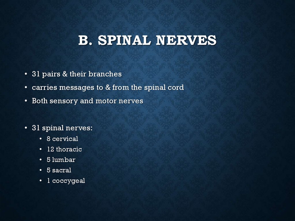 B. Spinal Nerves