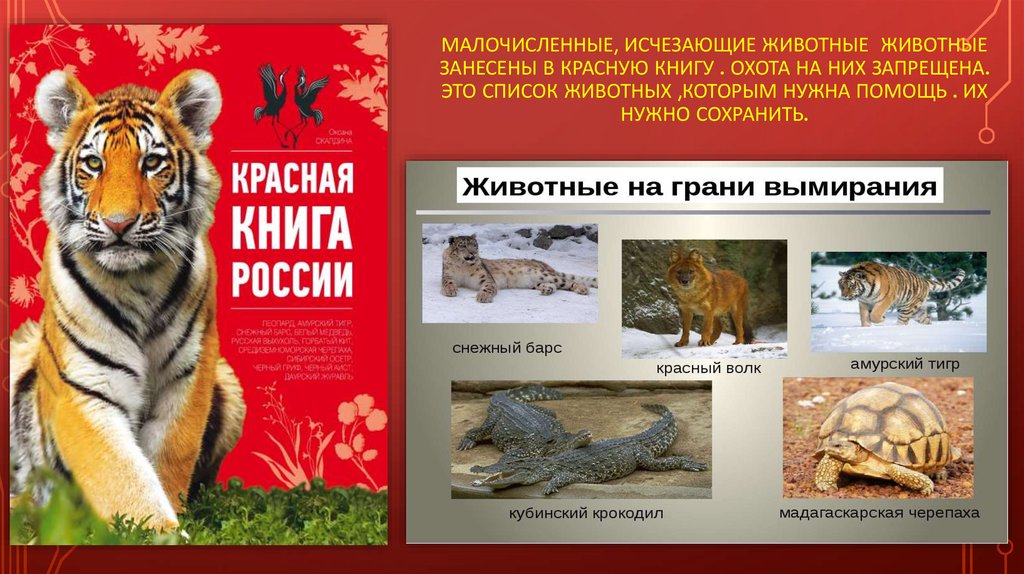 Красная книга вымершие животные. Животные которые исчезли. Малочисленные животные красной книги. Вымершие животные красной книги. Всемирный день исчезающих животных.