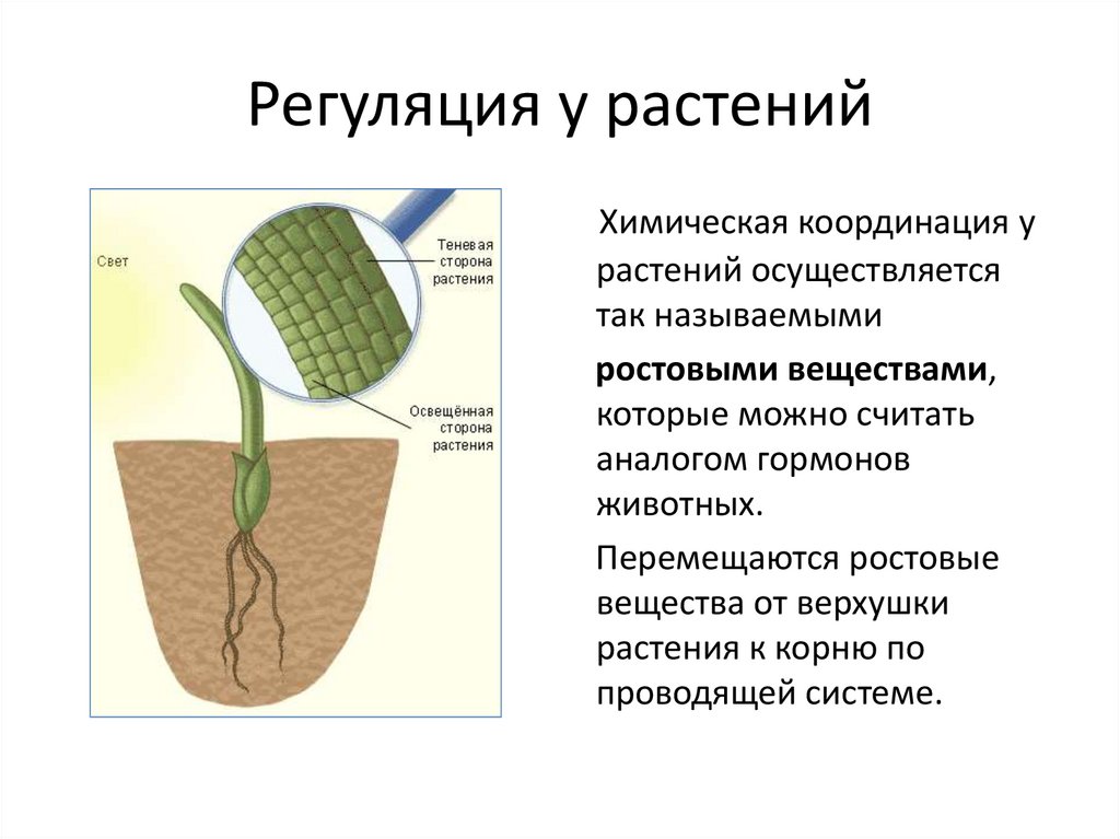 Как называется процесс жизнедеятельности растений 6 класс. Жизнедеятельность растений 6 класс процессы жизнедеятельности. Процессыжинидеятельностирамтений. Процессы которые происходят в растениях.