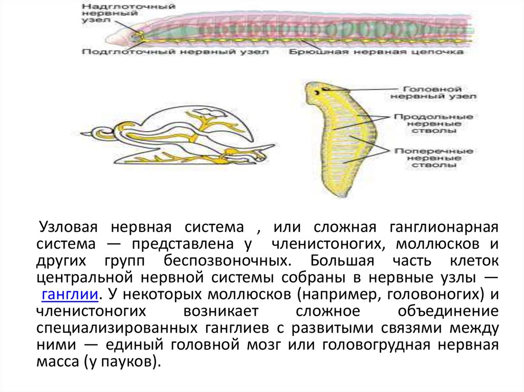 Трубчатая нервная система. Координация и регуляция. Координация и регуляция жизнедеятельности у животных. Трубчатая нервная система впервые появилась у.