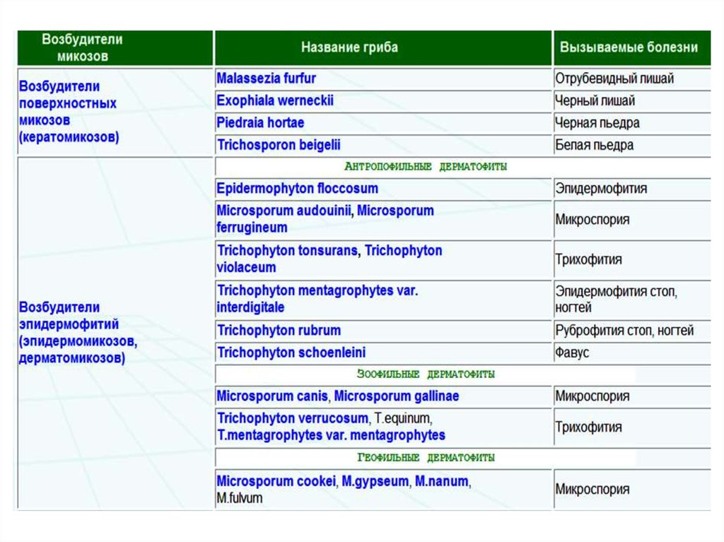 Схема лечения микроспории