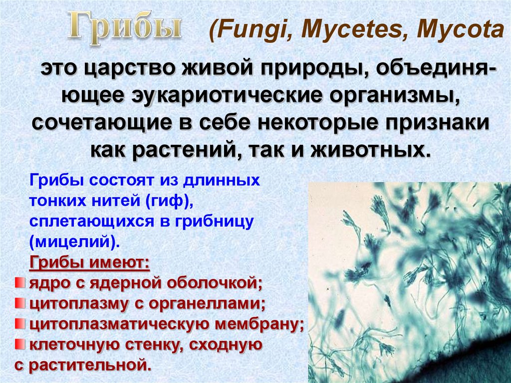 Гриб состоит из тонких нитей. Царство fungi отделы. Царство Микота. Царство Mycota. Царство грибы (Mycota).