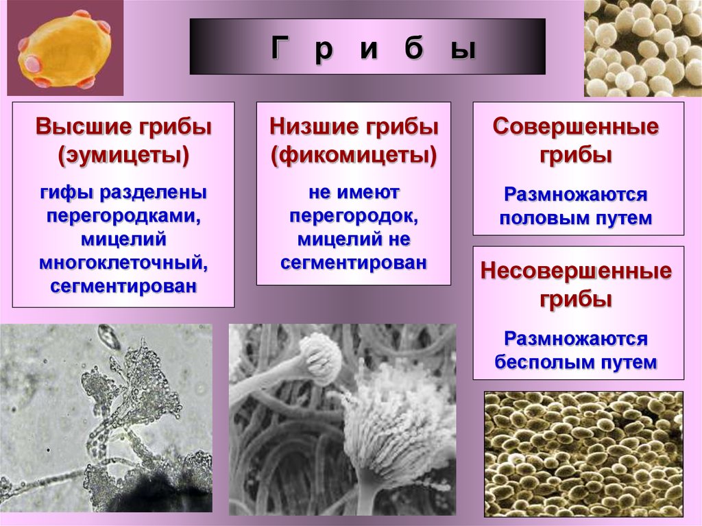 Группы микобактерий