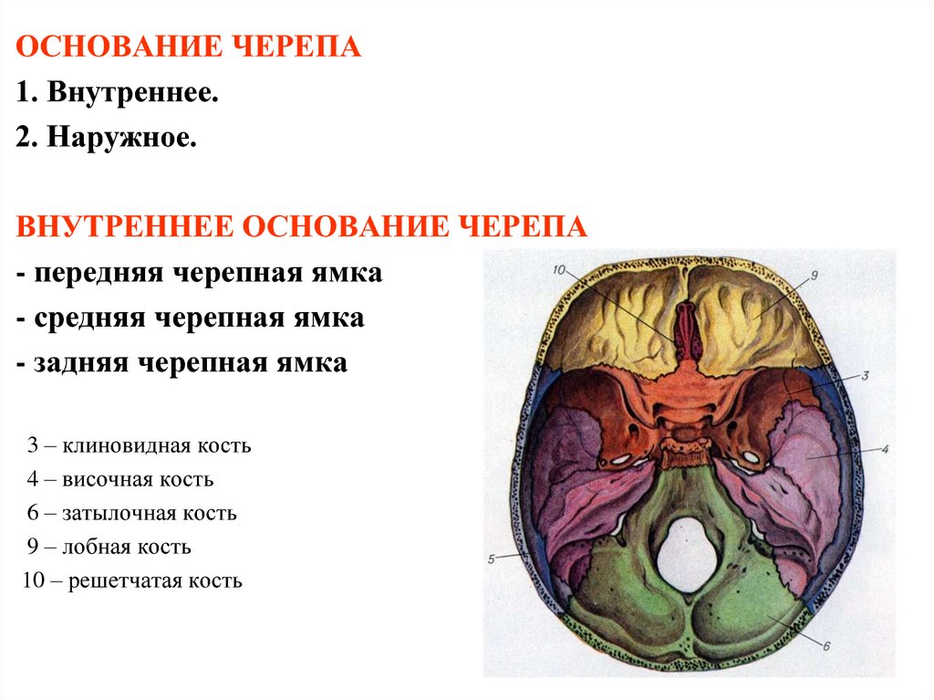 Основание черепа отделы. Кости образующие основание черепа. Основные структуры внутреннего основания черепа. Кости внутреннего основания черепа. Внутреннее основание черепа кости образующие отдел.
