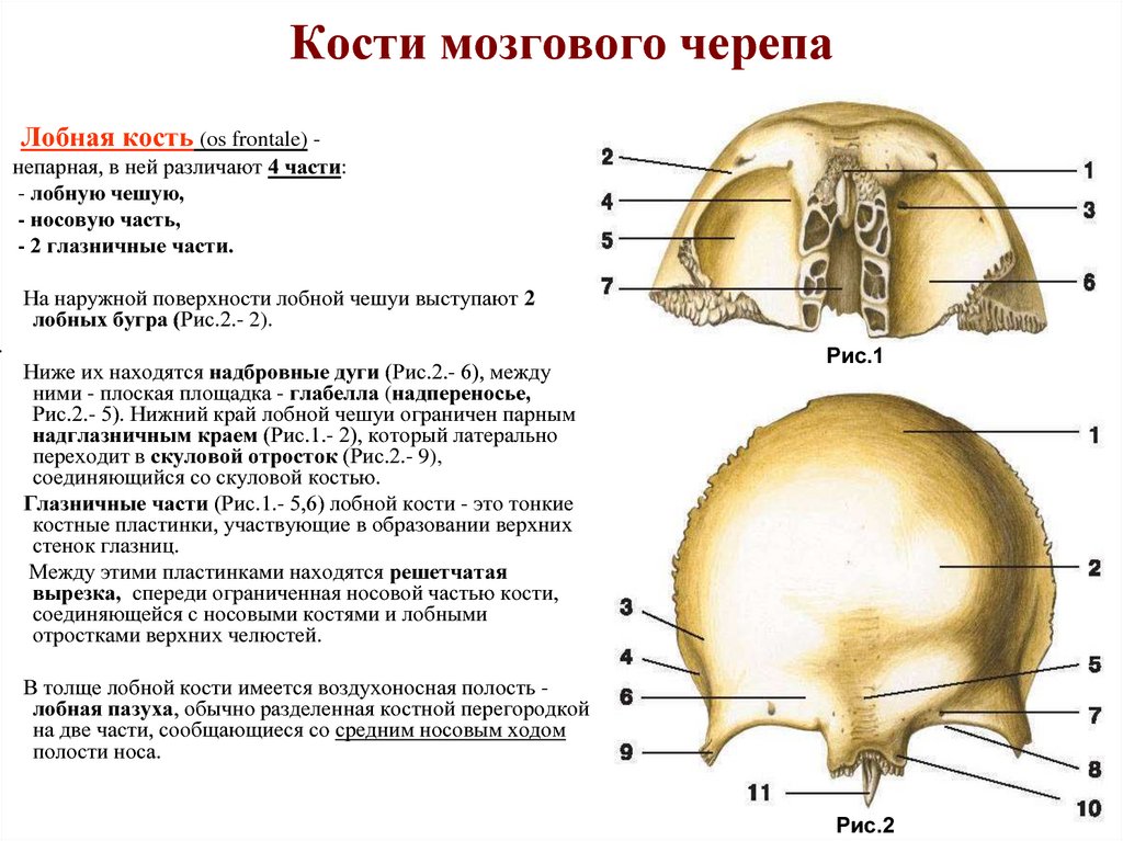 Лобные латынь. Лобная кость анатомия вид снизу. 2. Кости мозгового отдела черепа.. Мозговой отдел черепа лобная кость. Кости мозгового отдела черепа таблица.