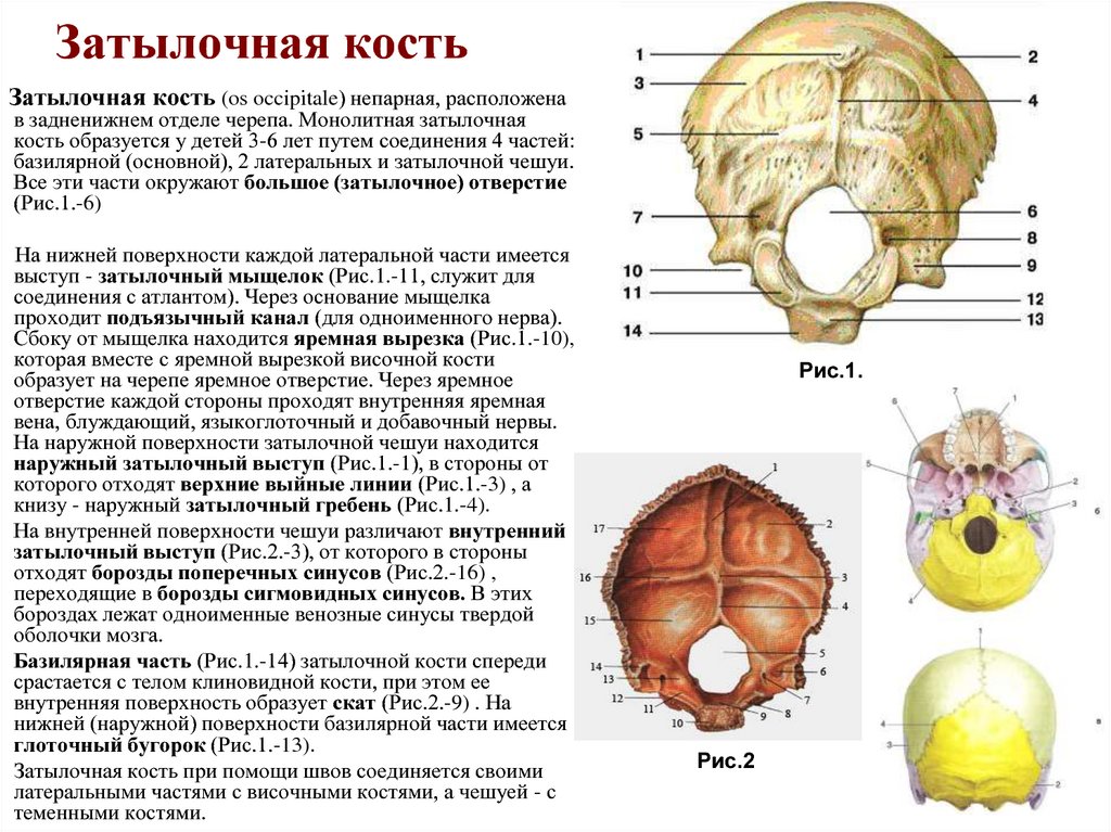 Мыщелки черепа. Затылочная кость черепа анатомия строение. Кости черепа затылочная кость. Строение затылочной кости черепа человека анатомия. Затылочная кость анатомия расположение на черепе.