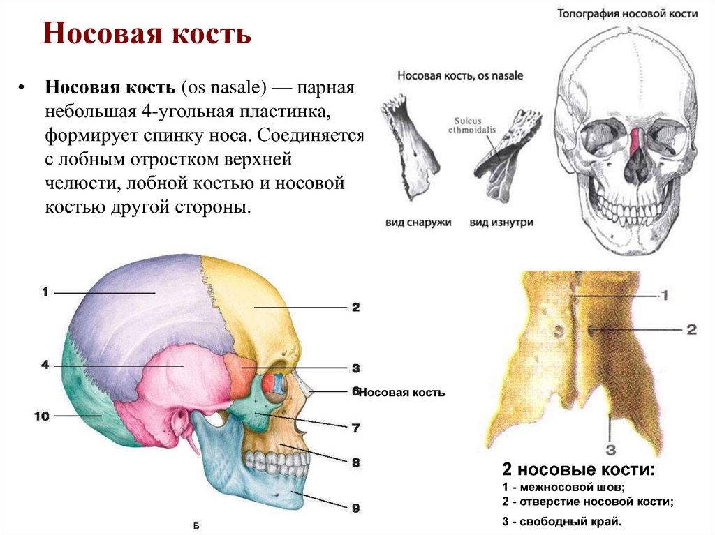 Все кости черепа соединены друг с другом. Носовая кость черепа анатомия. Строение носовой кости черепа. Строение носовой кости анатомия.