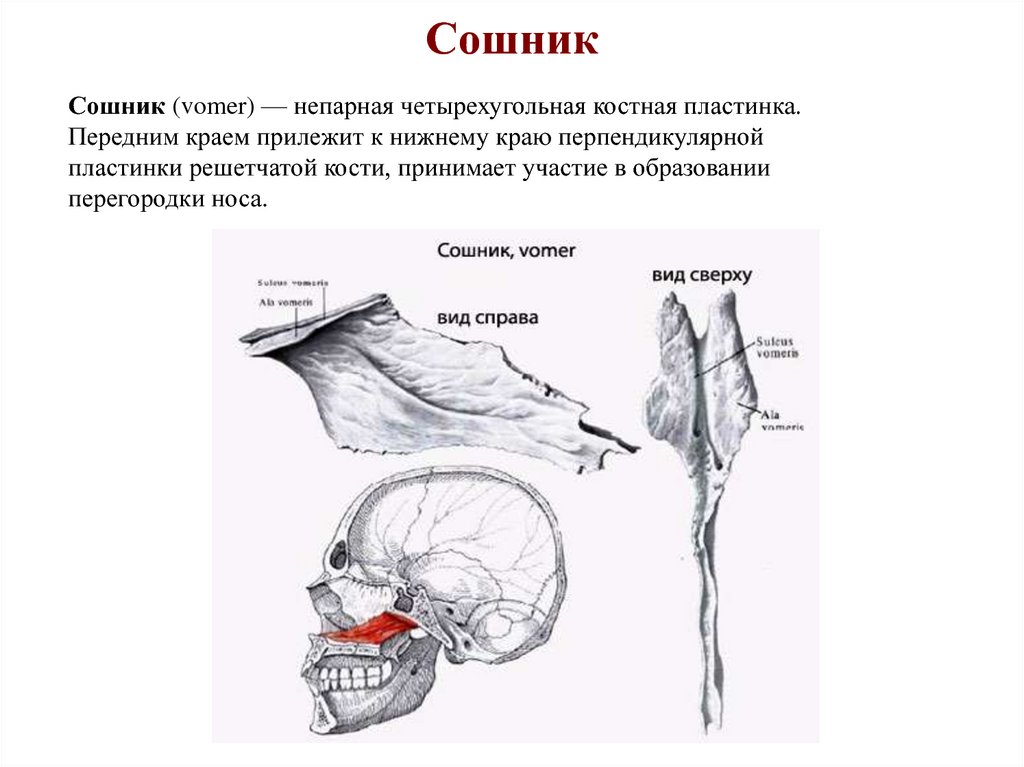 Передне нижний край. Строение сошника кости. Строение черепа сошник. Сошник кость анатомия человека. Сошник кость черепа анатомия.