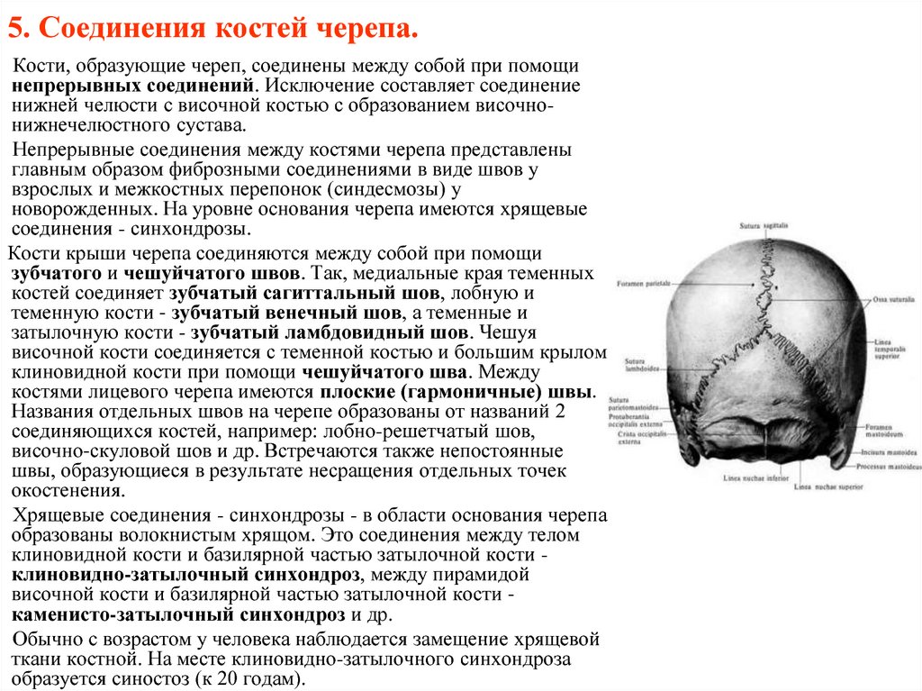 Соединение лобной и теменной кости. Сравнительная таблица соединения костей черепа. Типы соединения костей мозговой части черепа. Соединения костей - швы, роднички. Венечный Сагиттальный ламбдовидный шов.