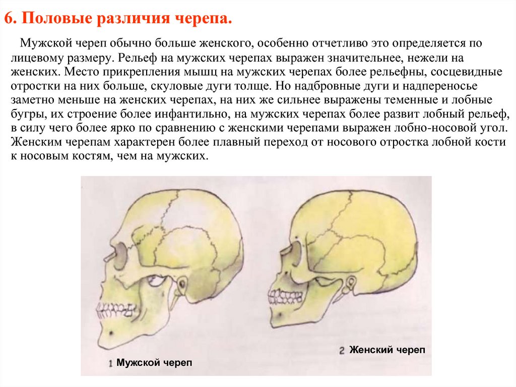 Половые различия мужчин. Половые различия строения черепа. Различия мужского и женского черепа. Строение мужского черепа.