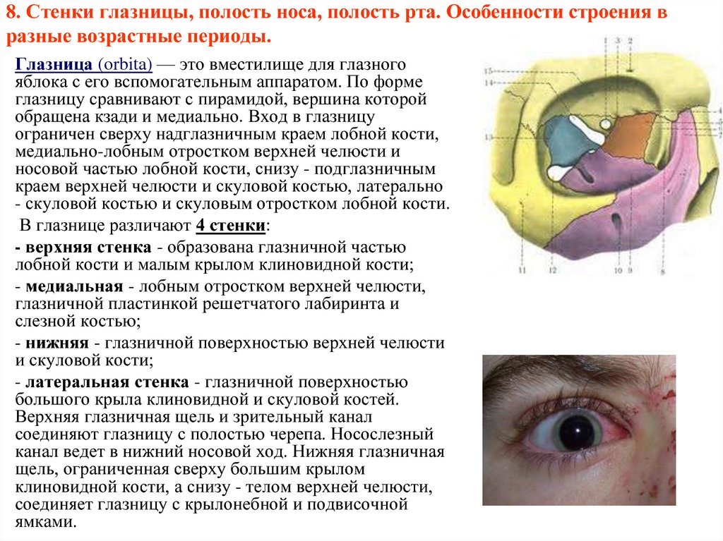 Части глазницы. Костные стенки глазницы анатомия. Полость глазницы вид спереди. Стенки глазницы анатомия образованы. Стенки глазницы топографическая анатомия.