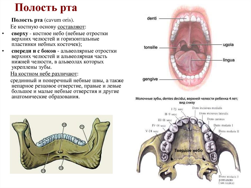 Полость рта костные стенки. Полость рта строение кости. Анатомия верхней челюсти челюсти. Твердое небо небные отростки верхней челюсти. Костная структура ротовой полости.