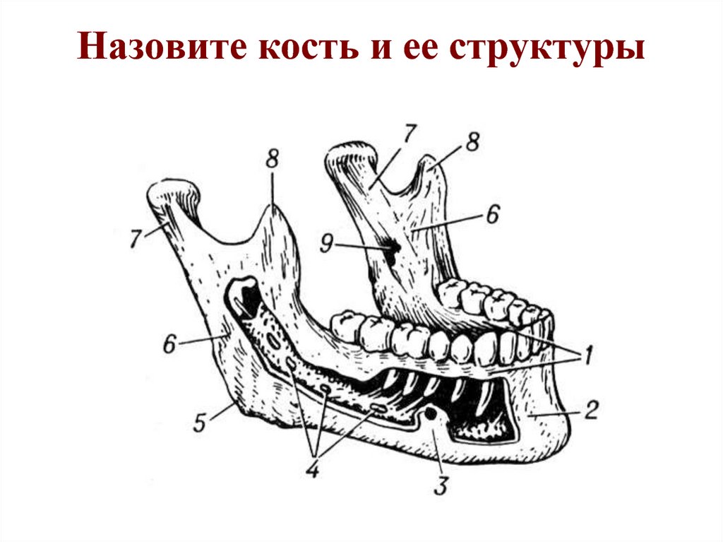 Нижний край нижней челюсти. Нижняя челюсть анатомия кости. Нижняя челюсть вид справа и спереди. Строение нижней челюсти вид сбоку. Схема строения нижней челюсти.