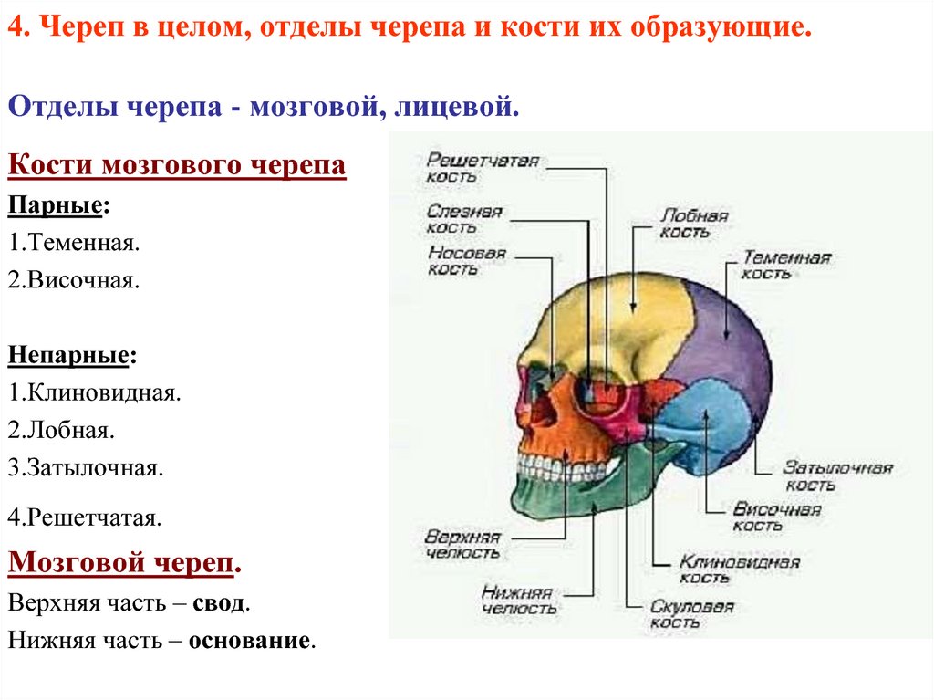 Мозговая лицевая часть черепа. Кости мозгового отдела черепа таблица. Кости образующие мозговой отдел черепа. Лицевой отдел кости парные и непарные кости. Парные и непарные кости мозгового отдела черепа.