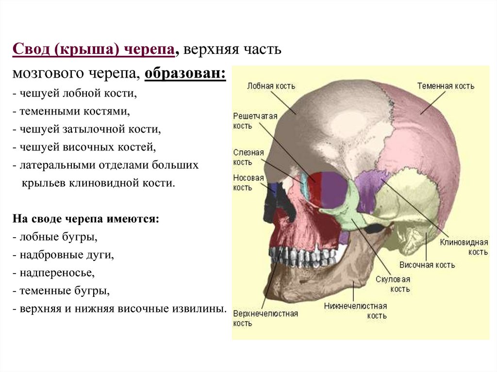 Соединение лобной и теменной кости. Кости свода и основания черепа. Кости, образующие свод мозгового черепа. Свод (крыша) мозгового черепа; кости, его образующие.. Свод и основание мозгового отдела черепа.
