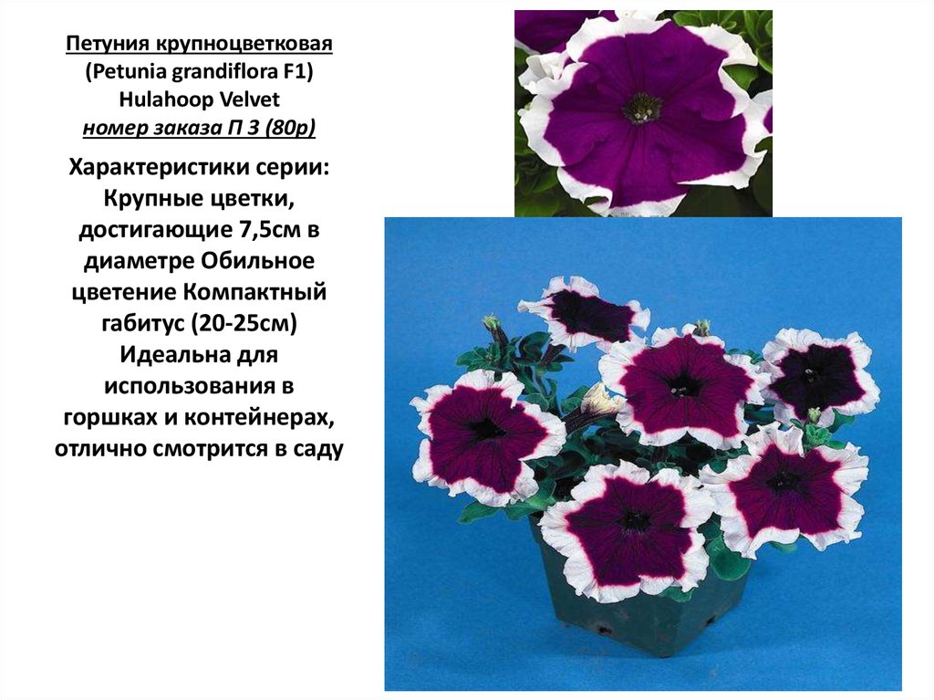 Цветок петуния фото и описание