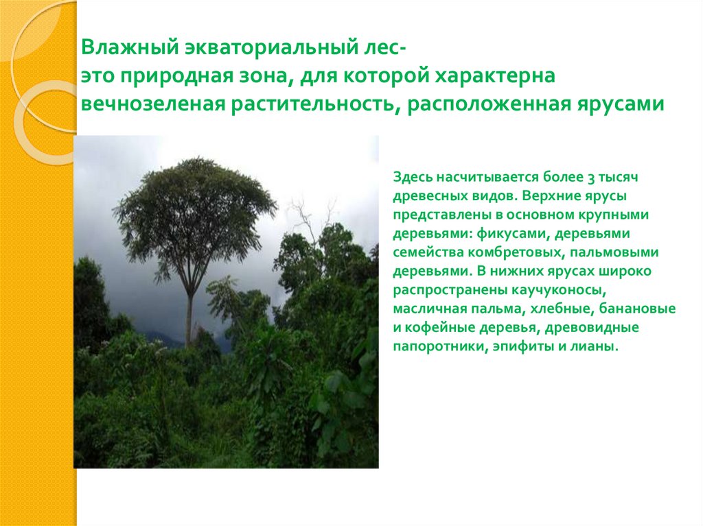 Экваториальные леса признаки. Зона влажных экваториальных лесов Африки. Экваториальные леса характеристика. Природная зона экваториальных лесов. Экваториальные влажные вечнозеленые леса.