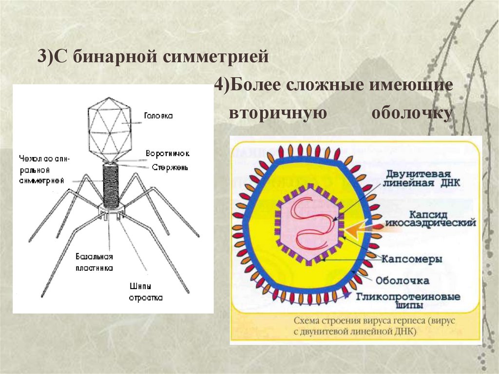 Каково строение вируса кратко. Строение бактериального вируса. Схема строения вируса биология. Схема строения капсида бактериофага. Схема строения вируса биология 9 класс.