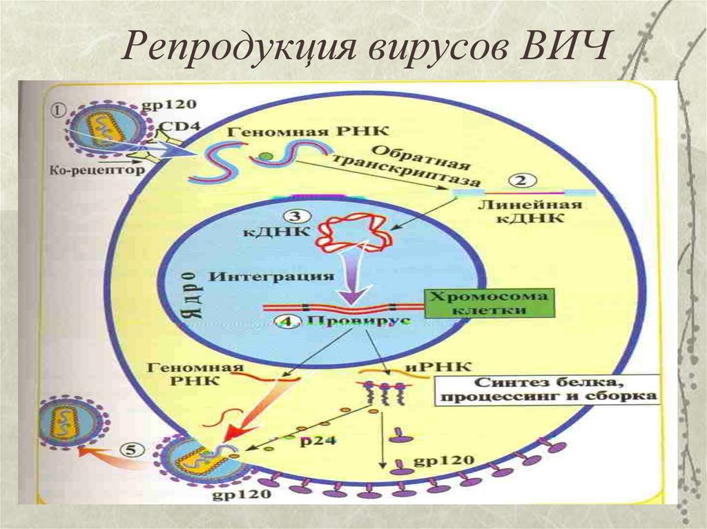 Репродукция вируса гриппа происходит