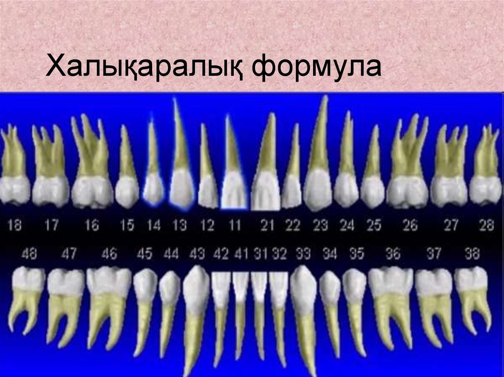 Как называются корни зубов. Молочный клык верхней челюсти. Корни зубов человека схема. 4 5 6 Зубы верхней челюсти. Корень клыка верхней челюсти.