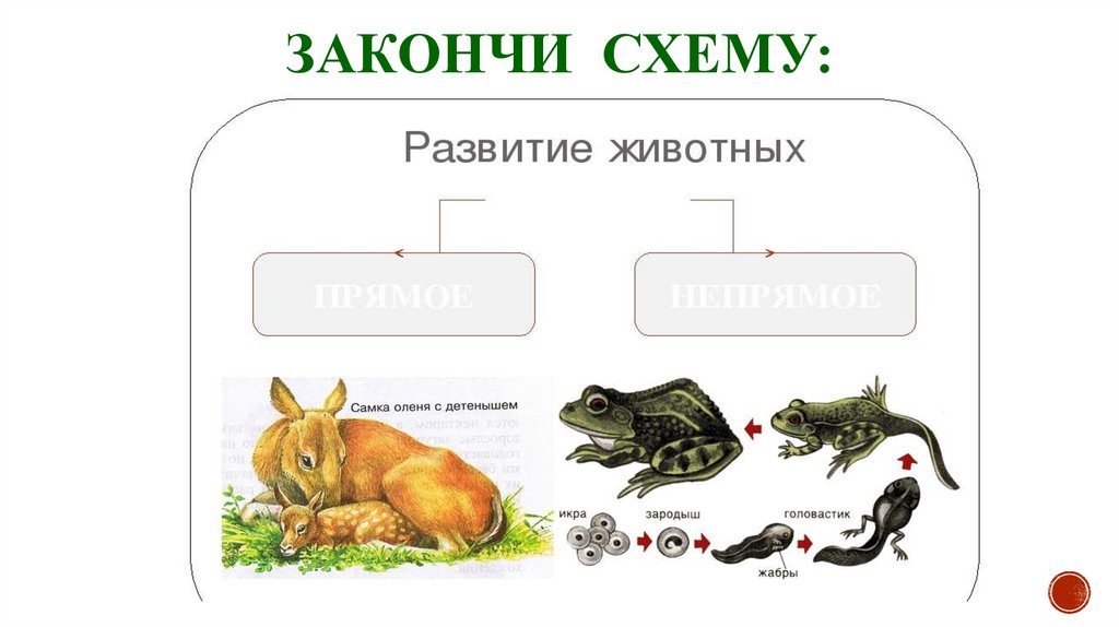 Развитие животных картинка