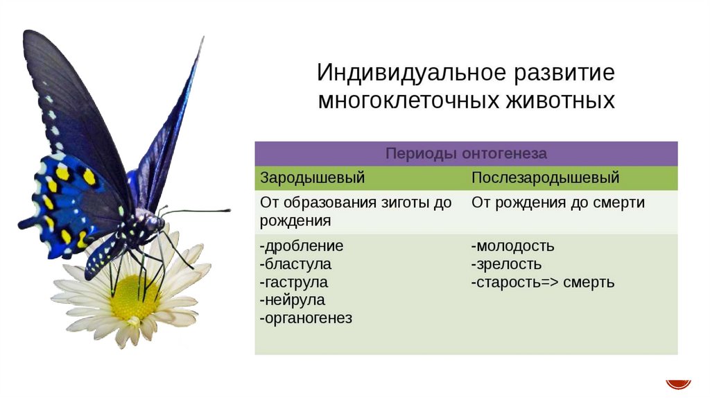 Презентация на тему развитие насекомых