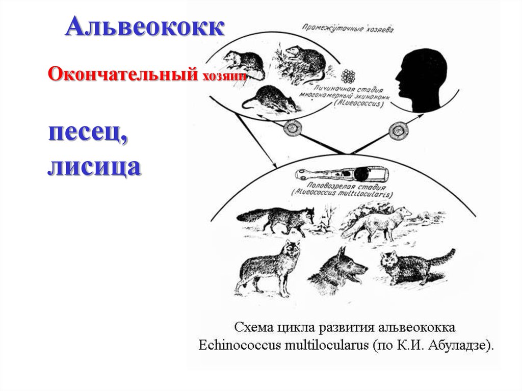 Жизненный цикл эхинококка схема с подписями