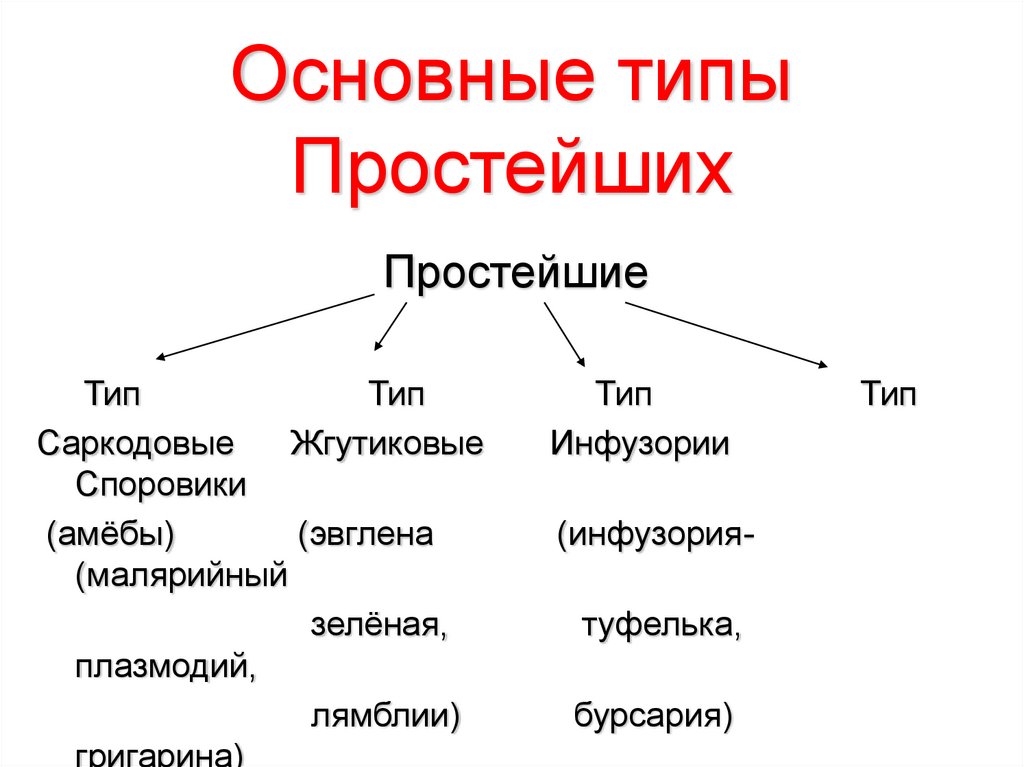 Основные группы простейших. Основные типы простейших. Тип простейшие классы. Систематика типа простейшие.