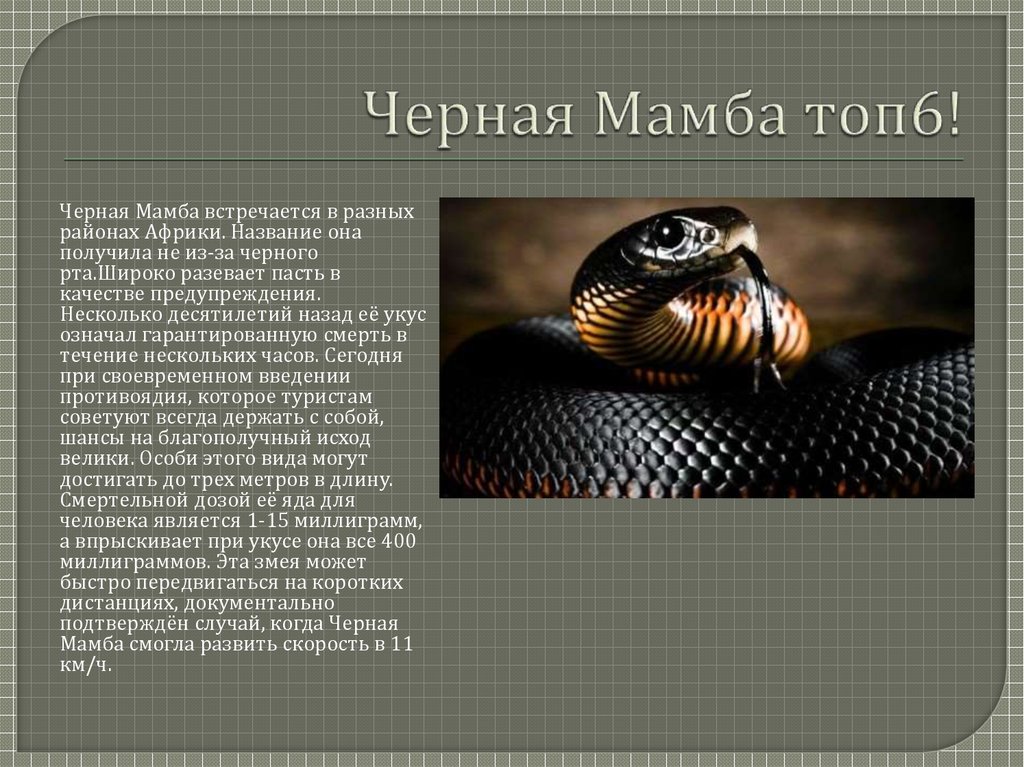 Мамба Змея Википедия