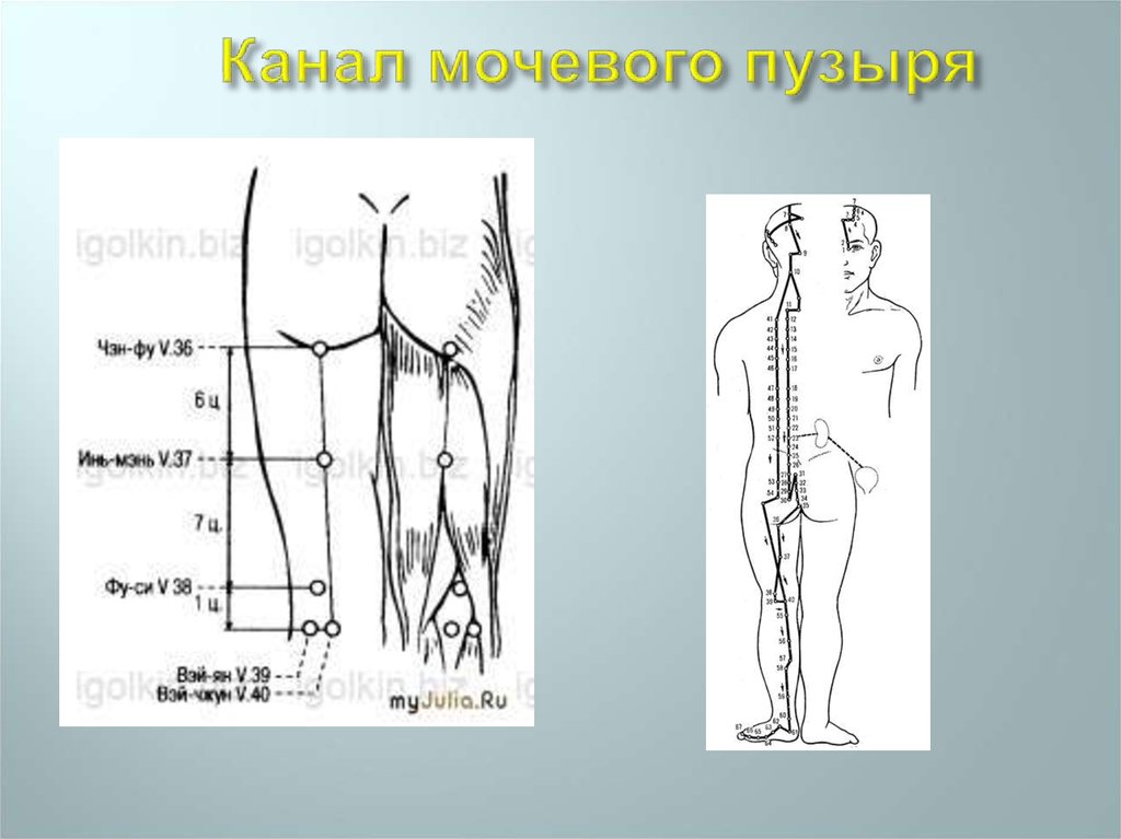 Меридиан мочевого пузыря точки расположения картинки