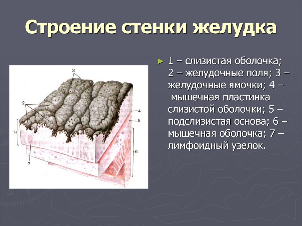 Оболочки стенки