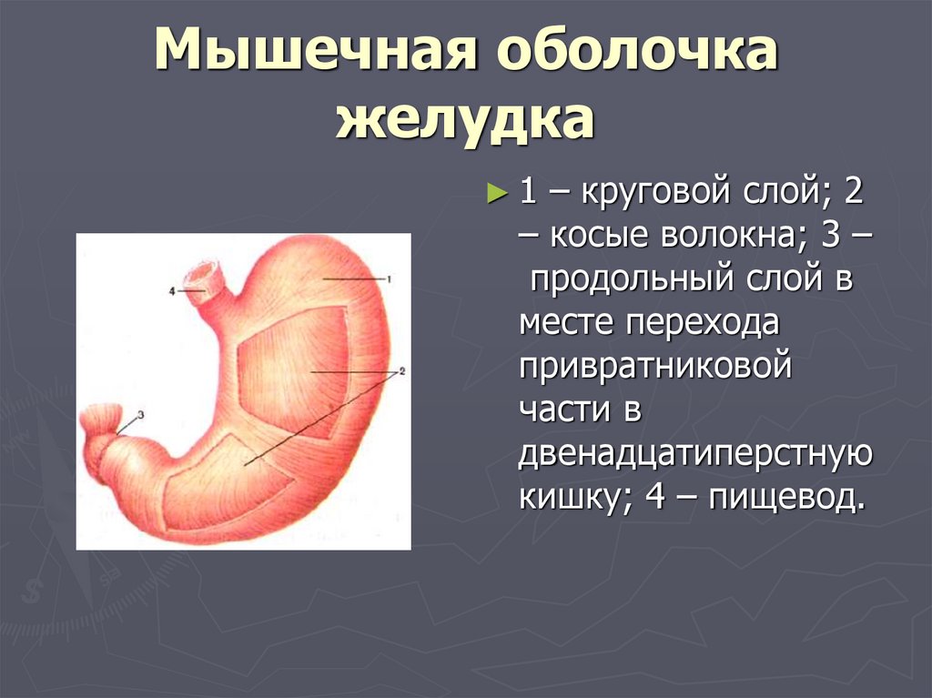 Оболочки стенки желудка анатомия. Мышечная оболочка желудка. Строение оболочки желудка