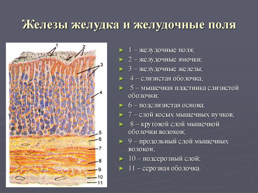 Желудочные поля