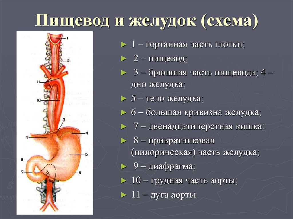 Какие отделы в пищеводе. Строение пищевода и желудка. Схема анатомических отделов пищевода. Анатомия строения пищевода и желудка. Пищевод желудок строение и функции анатомия.