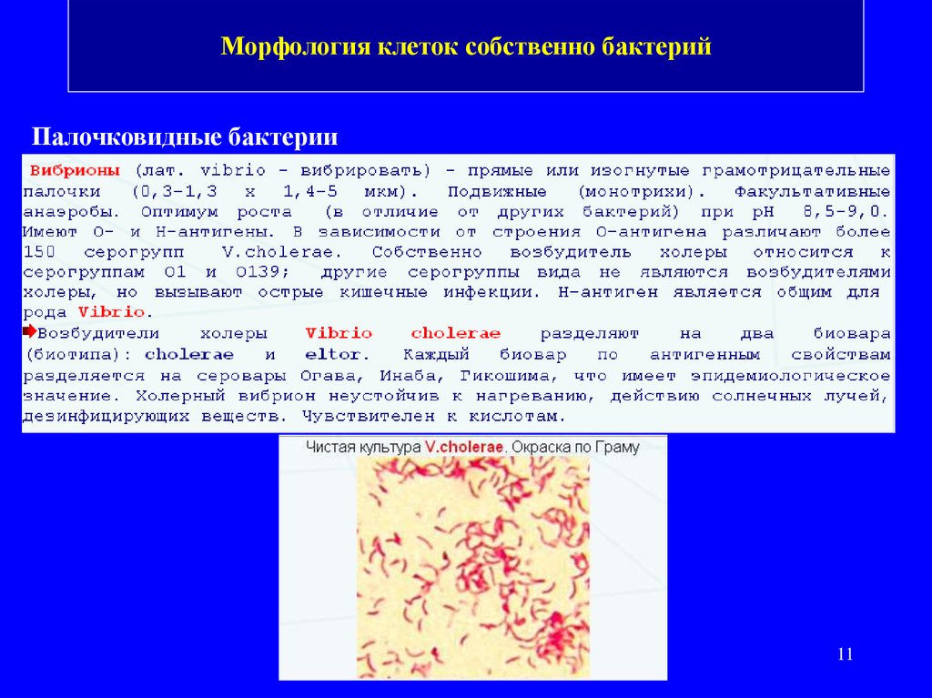 Морфология клеток собственно бактерий