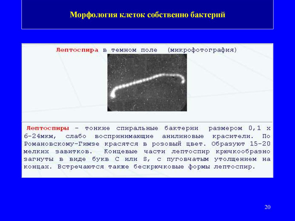 Морфология клеток собственно бактерий