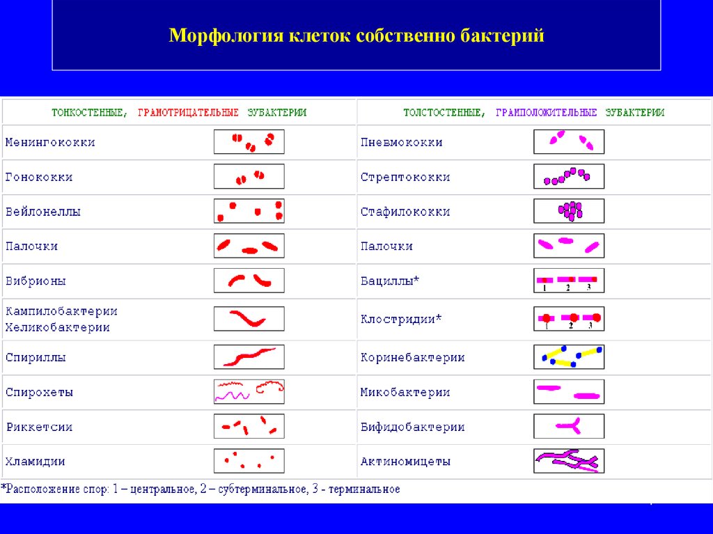 Рисунок морфология бактерий