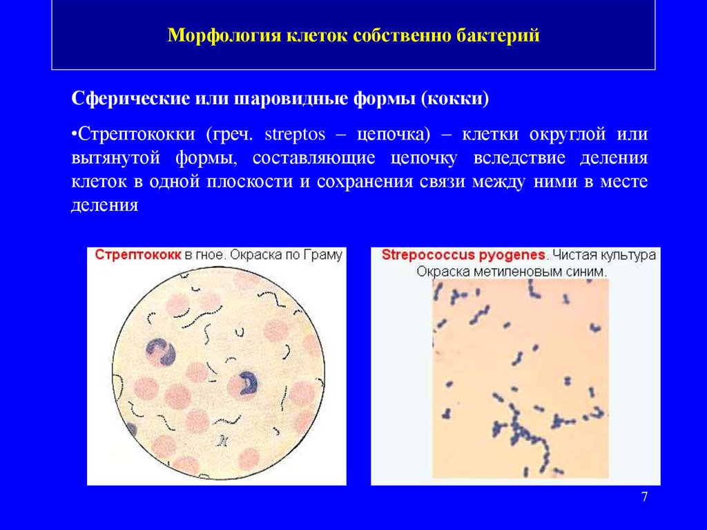 Бактерии округлой формы. Морфология клеток бактерий. Морфология и ультраструктура микроорганизмов. Морфология и ультраструктура бактерий. Морфология и ультраструктура бактериальной клетки.