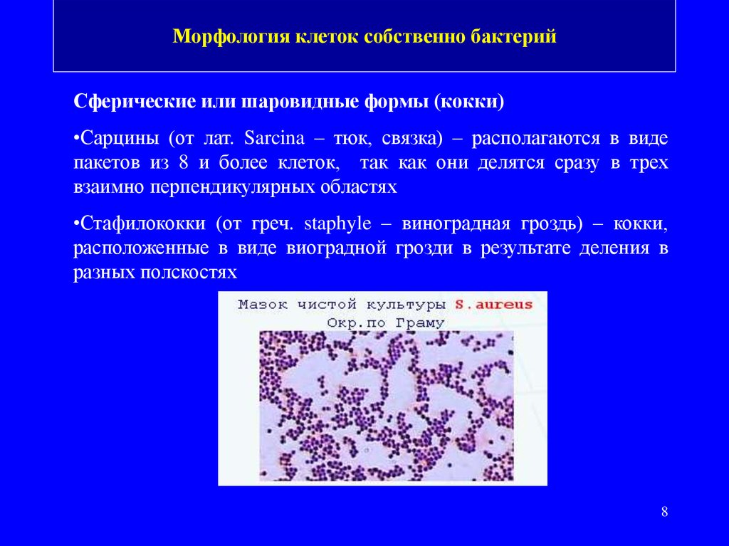 Морфология микроорганизмов микробиология. Сарцины кокки расположенные. Сарцины бактерии морфология. Сарцины форма клетки. Виды бактерий сарцины.