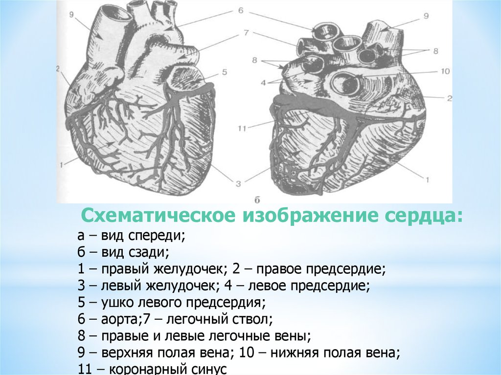 Строение левого предсердия. Схематическое изображение сердца. Сердце вид спереди рисунок.