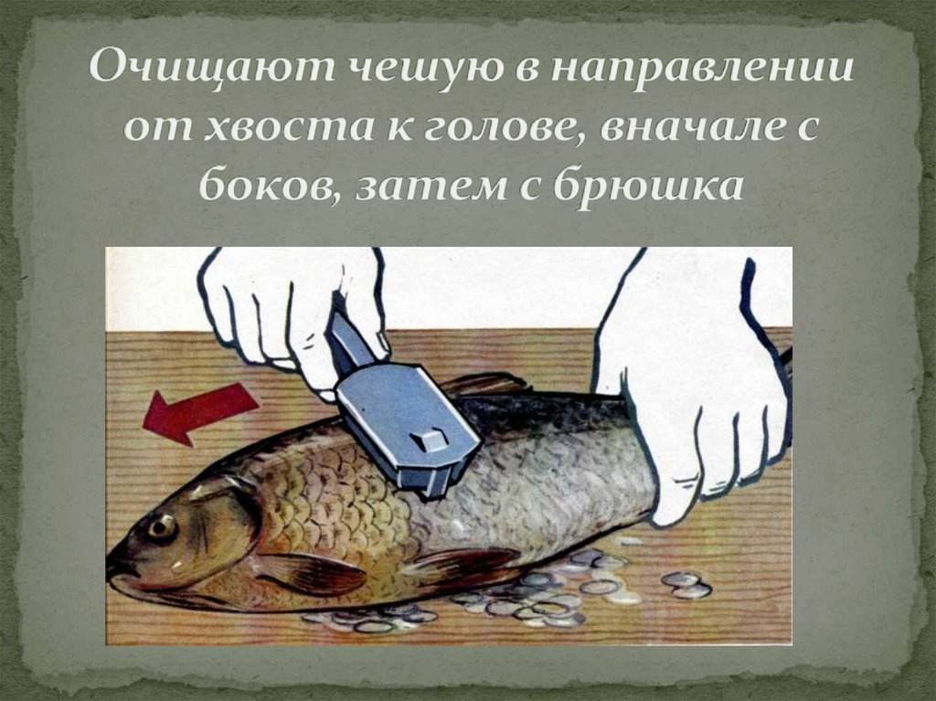 Организация обработки рыбы. Обработка рыбы. Кулинарная обработка рыбы. Первичная кулинарная обработка рыбы. Способы обработки рыбы.