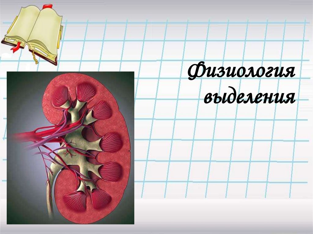 Физиология выделения презентация