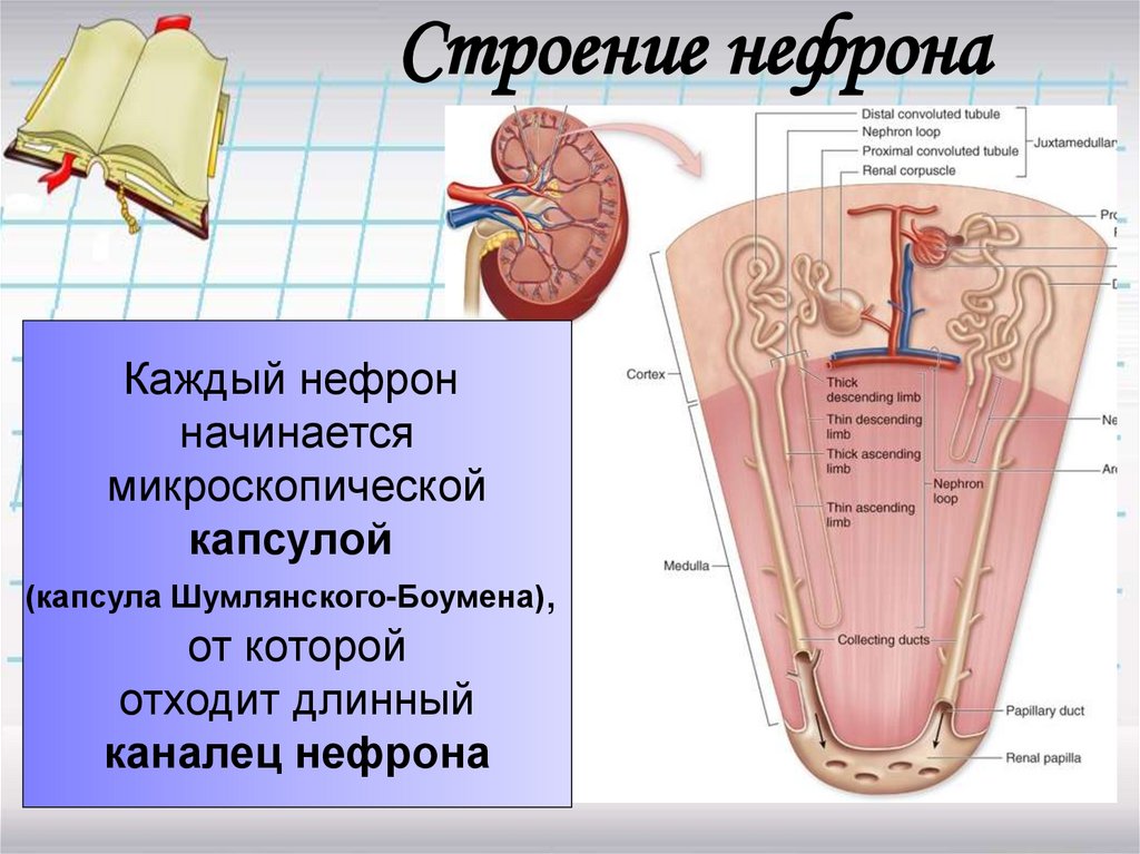 Что происходит в нефроне