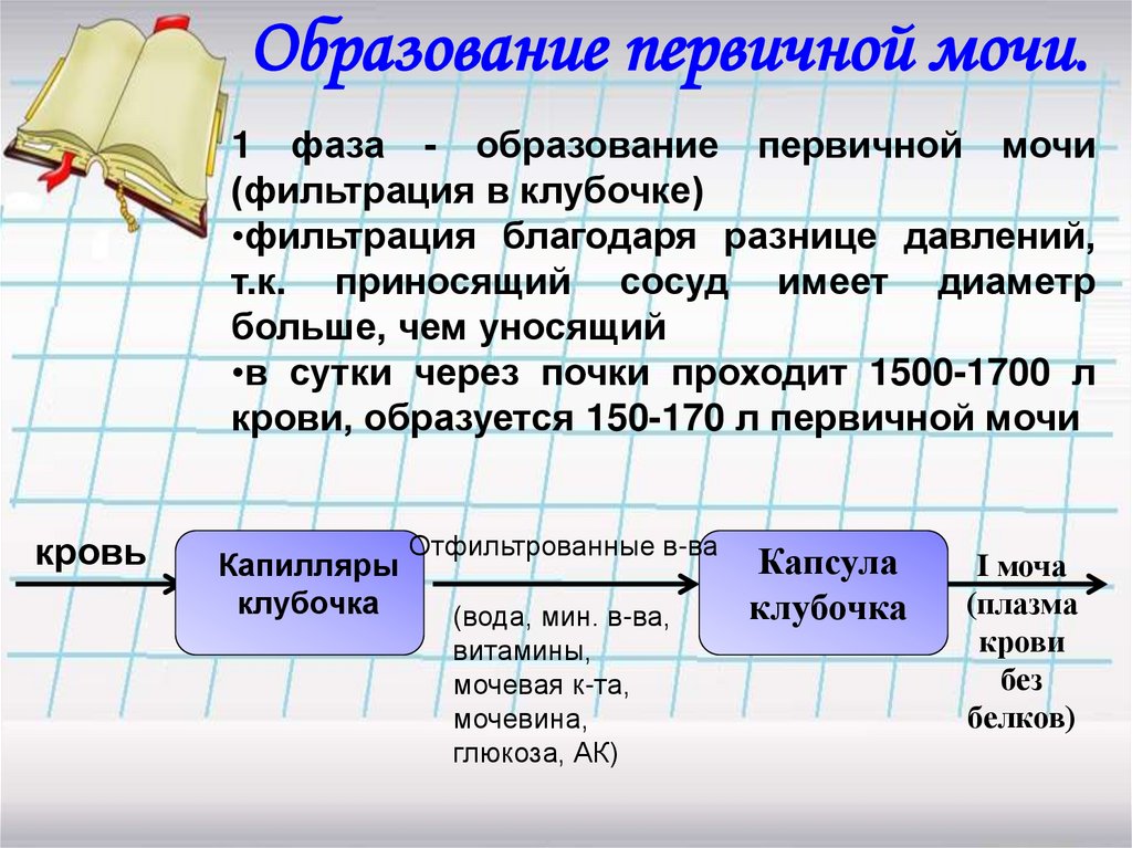 Схема образования первичной и вторичной мочи