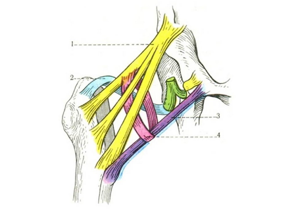 Бедренное сочленение. Связки тазобедренного сустава анатомия. Подвздошно бедренная связка. Седалищно бедренная связка растяжение. Iliofemorale.
