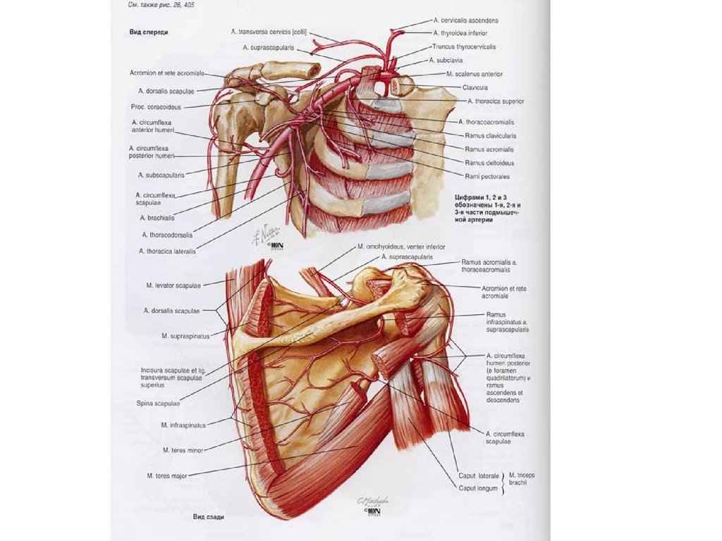 A circumflexa humeri posterior. Arteria axillaris синтопия. Подмышечная артерия кровоснабжает. Ветви третьего отдела подмышечной артерии. Проекция подмышечной артерии топографическая анатомия.